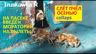 Пчёлы. Осенний слёт семей.  Метод против пропажи пчёл из улья. Прошлый год получилось. #TruskawkaR