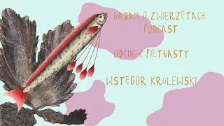 Gadam o Zwierzętach Podcast - Odcinek 15 - Wstęgor królewski