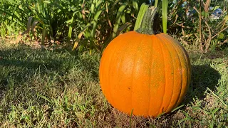 From the Garden to the Table| My Pumpkin Patch Story