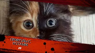 Смешные КОТЫ #9 / Лучшие приколы 2020 / Funny cats.