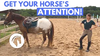 HOW TO GET A HORSE’S ATTENTION (Easy Tips & Tricks)