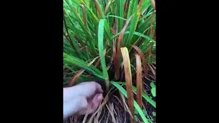 How to Weave a Basket with Day Lily and Iris Foliage | Basket Weaving for Beginners