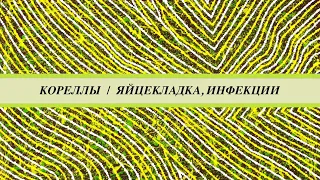 Корелла не может снести яйцо, что делать. Как связана яйцекладка с инфекциями. Микоплазмоз, микоз.