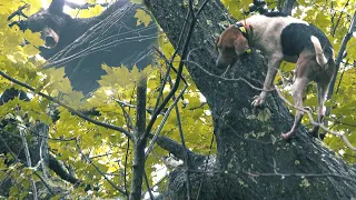 DOG CLIMBS IN TREE WITH BEAR - Early Season Day 3