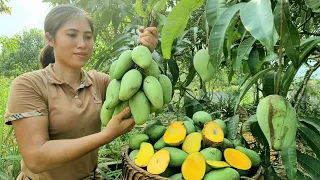 Harvesting Mango in the Garden Go to Market sell - Gardening - Plant care | Tran Thi Huong