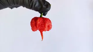 CAROLINA REAPER 4K - Le Piment Le Plus Fort Du Monde