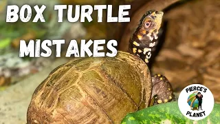 The Most Common Mistakes Box Turtle Keepers Make & How To Avoid Them!