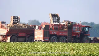 100% Holmer / Rübenernte - Harvesting Beets  2020 pt1