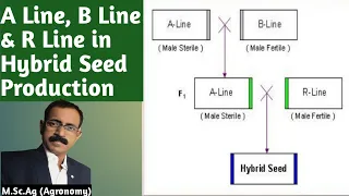 A LINE,  B LINE AND R LINE IN HYBRID SEED PRODUCTION