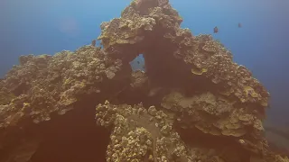 Scuba diving at Mala Pier, Maui, Hawaii