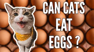 😺Can Cats Eat Eggs? | Are Eggs potentially "TOXIC" To Cats?