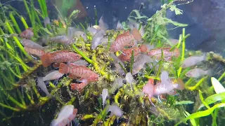 Captive bred Scarlet badis feeding on dry food