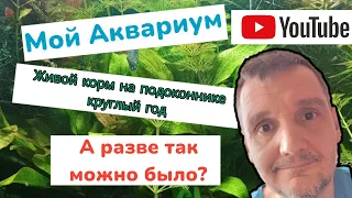 Мой аквариум. Как я развожу дафнию моину