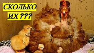 ЦЫПЛЯТА ВЫЛУПИЛИСЬ У НАСЕДКИ КУРИЦЫ / ЧТО ДАЛЬШЕ ДЕЛАТЬ ???