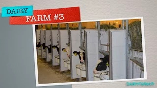 Работа на молочной ферме Финляндии  ✅3