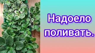 Детки фиалок./ Надоело поливать. Решила поступить с ними по другому.