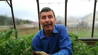 Перегной+сено+солома под томаты