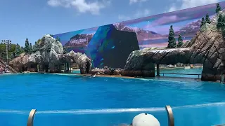 Seaworld Orca Encounter Gone Wrong!