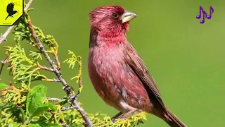 Голоса птиц. Арчовая чечевица или малая розовая чечевица. Carpodacus rhodochlamys
