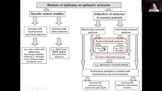 Модели эпилепсии на животных
