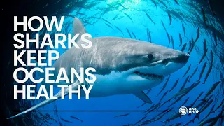 One Earth | How sharks keep oceans healthy