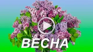 С Весной! Красивая весенняя музыкальная открытка!