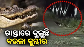 Crocodile spotted wandering on the road in Raj Nagar || Kalinga TV