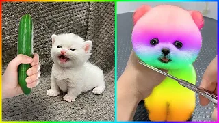 Tik Tok Chó Phốc Sóc Mini 😍 Funny and Cute Pomeranian #501