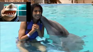 Talking Shark really dislikes Dolphin videos (funny)