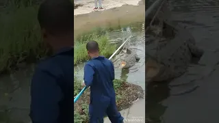 crocodile 🐊 catch in braeton gully