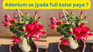 Adenium flower plant se jyada full kaise paye ?