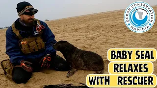 Baby Seal Relaxes With Rescuer