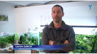 Aquascaping reportage d'Yvelines première - Laurent Garcia Aquarilis