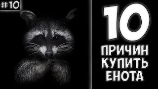 10 причин купить ЕНОТА - Хозяин Лев