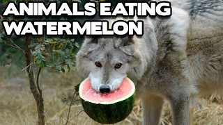 Funny Animals Eating Watermelon Compilation! (BEST FUNNY ANIMAL COMPILATION)