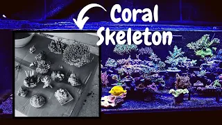 Dead Coral in the 140g SPS Reef Tank - September 2021 Update