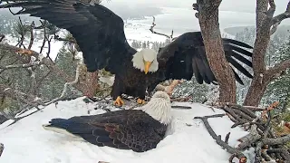 Last day of February FOBBV CAM Big Bear Bald Eagle Live Nest Cam 1 / Wide View Cam 2