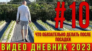 Что обязательно делать после посадки клубники.Видео дневник ЧАСТЬ #10