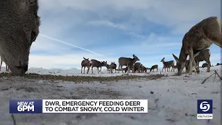 Emergency feeding will help deer survive this year's Utah winter