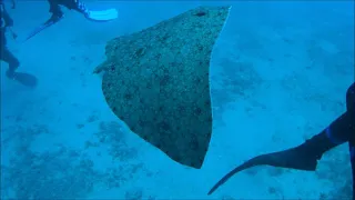 Diving with Stingray (Vatoz)