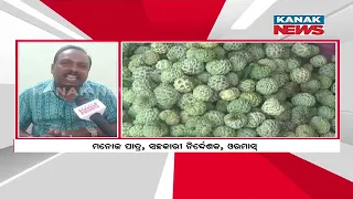 Bazaar Halchaal: Woes Of Custard Apple Farmers In Tribal Area Of Rayagada