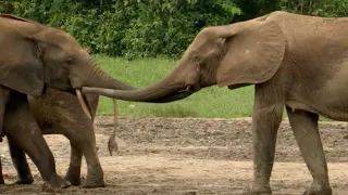 Elephant Family Reunion | Natural World: Forest Elephants | BBC Earth