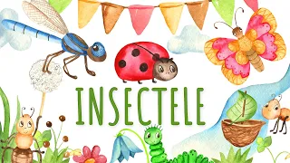 Insectele pentru copii - Cunoasterea mediului | Copilasi Dragalasi