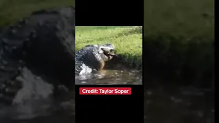 Alligator Eats Another Alligator: My Thoughts!!! #shorts