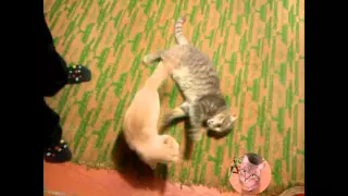 СМЕШНЫЕ КОШКИ / ПРИКОЛЬНЫЕ КОШКИ / МСТИТЕЛЬНЫЙ КОТ СМЕШНО /FUNNY CATS fool around