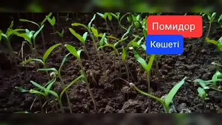 помидор көшет рассада