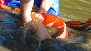 DAINICHI SANSAI HARVEST!! (BIG FISH)