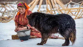 Ненецкая лайка. Помощник оленеводов Крайнего Севера