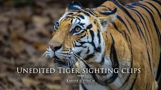 Unedited Tiger Sightings
