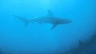 South Africa - Aliwal Shoal Shark Dive